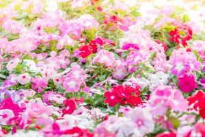 fleurs de vinca rosea fleurissent dans le jardin, feuillage variété de couleurs fleurs, mise au point sélective photo