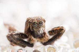 araignée sur glace, araignée sauteuse assez cool de la macro photographie avec fond blanc flou photo