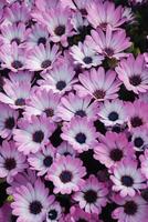 Osteospermum rose ou fleurs dimorphotheca dans le parterre de fleurs photo