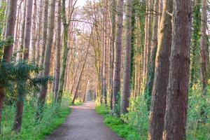 sentier pédestre parmi les grands arbres, fond naturel
