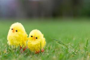 mignon deux poussins sur le champ vert le jour de pâques photo