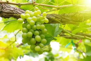 raisins dans le vignoble par une journée ensoleillée photo