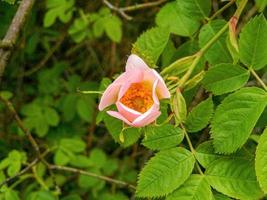 rose dans le jardin au soleil photo