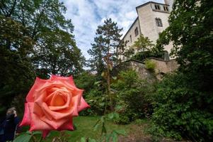 rose dans le jardin au soleil photo