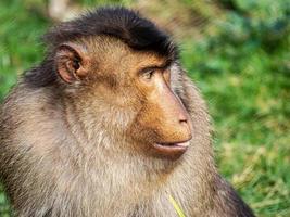 gros plan d'un singe sur l'herbe pendant la journée photo