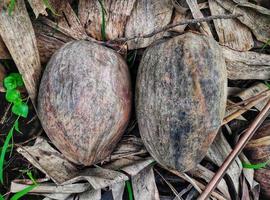 deux vieilles noix de coco d'un arbre naturellement sur une terre agricole. . pandeglang banten indonésie photo