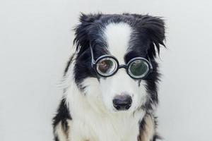 portrait drôle de chiot border collie dans des lunettes comiques isolés sur fond blanc. petit chien regardant dans des verres comme un étudiant professeur médecin. retour à l'école. style nerd cool. drôles d'animaux de compagnie. photo