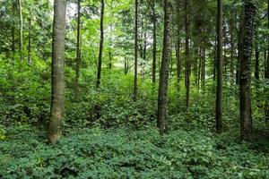 belle vue sur une forêt verte dense avec une lumière du soleil brillante projetant une ombre profonde photo