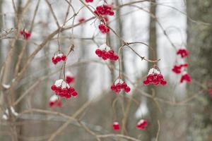 baies rouges avec de la neige fraîche d'hiver photo