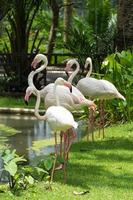 oiseaux flamants roses près de l'étang par une journée ensoleillée.concept de conservation des animaux et de protection des écosystèmes. mise au point sélective photo