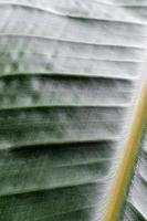 texture de feuille verte avec des lignes, fond naturel photo