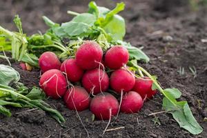 gros plan de radis rouge sur les champs de printemps photo