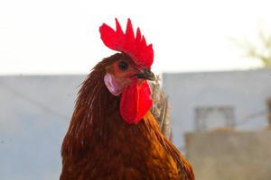 coq desi rouge et tête de poulet se bouchent photo