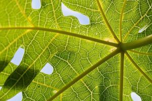 gros plan sur les feuilles vertes du papayer photo