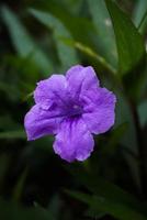 fleur de ruellia simplex photo