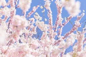 arbre de fleurs de cerisier au printemps contre le ciel bleu photo