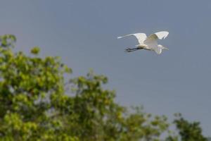 grande aigrette blanche, ardea alba, oiseau volant avec des arbres en arrière-plan photo