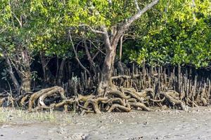 Réseau racinaire exposé de palétuvier dans la rive du fleuve bangladais sundarbans photo