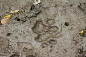 Pugmark de tigre royal du Bengale sur le sol boueux des sundarbans du Bangladesh photo