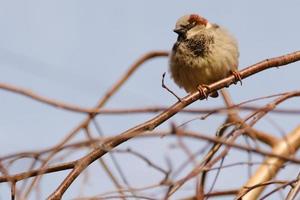 Libre de moineau domestique perché sur une branche photo