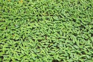 croissance des plantes de la gloire du matin sur l'étang, mauvaise herbe de l'eau végétale de la gloire du matin photo