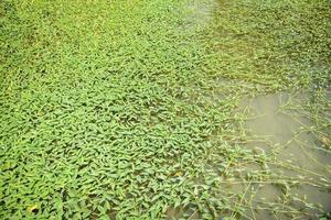 croissance des plantes de la gloire du matin sur l'étang, mauvaise herbe de l'eau végétale de la gloire du matin photo