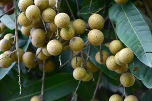 bouquet de fruits longan sur arbre longane dans le pays asiatique. photo