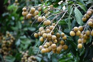 bouquet de fruits longan sur arbre longane dans le pays asiatique. photo