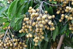 bouquet de fruits longan sur arbre longane dans le pays asiatique. photo