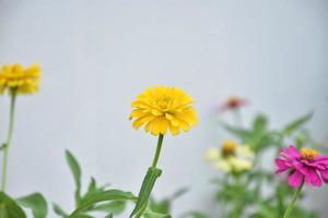 fleur de zinnia qui pousse dans un lit de fleurs près de la maison, photo