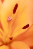fleur d'oranger photo