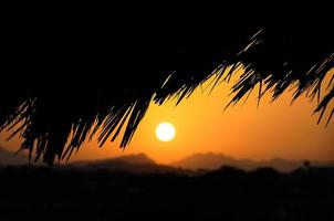 palmier noir et coucher de soleil photo