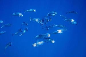 De nombreux maquereaux à grande bouche dans l'eau bleue photo