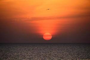 lever du soleil avec oiseau bord de mer en egypte photo