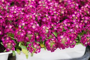 fleurs d'alysse. alyssum aux couleurs douces. alyssum dans un plateau noir sur table en bois photo