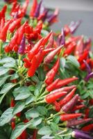 piment d'ornement piment nain, capsicum annuum, piment en pot photo