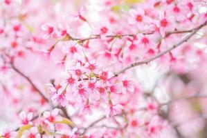 printemps avec de belles fleurs de cerisier, des fleurs de sakura roses. photo