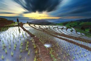 rizières en terrasses à chiang mai, thaïlande photo