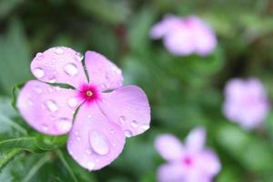 fleur rose clair de vieille fille en fleurs. photo