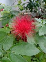 photo de fleur de plume rouge