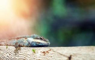 caméléon sur arbre sur fond flou photo