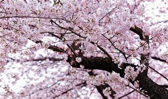 Belles fleurs de sakura à busan, corée du sud photo