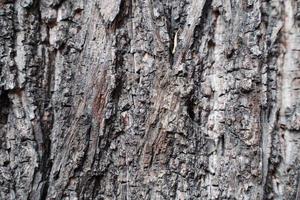 texture d'écorce d'arbre photo