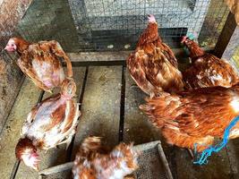 le beau poulet fermier dans la cage photo