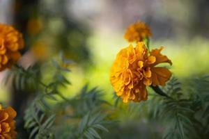 fleur de souci orange avec arrière-plan flou photo