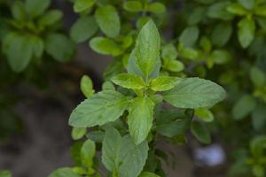 basilic médicinal ou plante verte de feuilles de tulsi bio photo