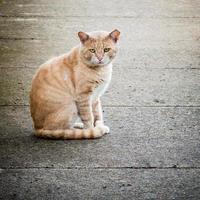 chat errant et négligé chat gingembre sauvage sauvage dans la rue