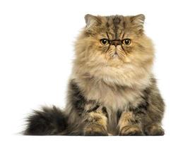 vue frontale, de, a, grincheux, chat persan, revêtement, regarder