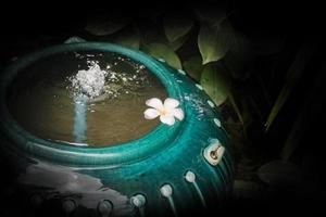 une fleur de plumeria blanche flotte dans la poterie d'eau verte. concept de jardin spa. photo
