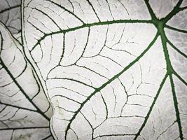 fond de plante feuille. plante caladium bicolore photo